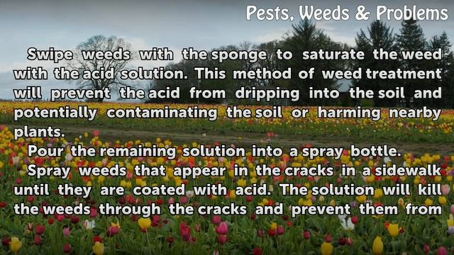 How to Use Muriatic Acid to Kill Weeds смотреть онлайн