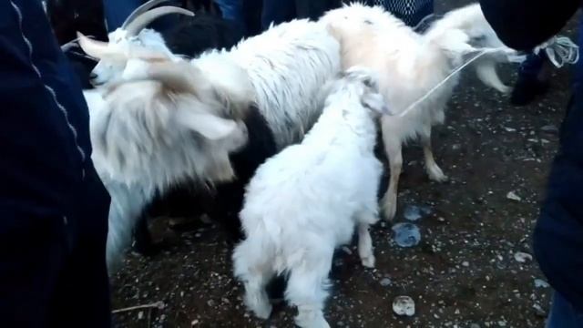 Молбозори Ш Конибодом 2021 Ниезбек