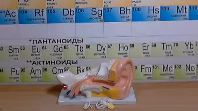 Видео обзор - Модель Ухо человека смотреть онлайн