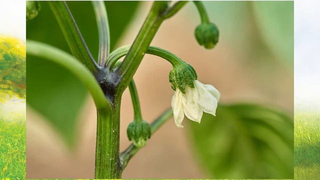 Повышаем урожайность перцев. Сад. Огород. Садовод и огородник. смотреть онлайн
