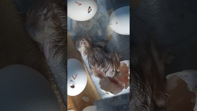 Перший результат з саморобного інкубатора сухопутної птиці ❤🇺🇦🐣🐤🐥🐔🐓!