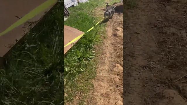 Эхиноцистис vs деревьев смотреть онлайн