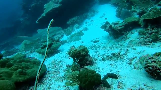Zebra Shark