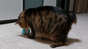 КРАСАВЧИК/ЧУДО МОХНАТОЕ