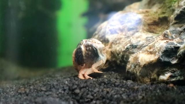 Vampire Crab Crawls Out Of Its Shell смотреть онлайн