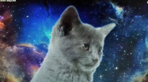 ПЕСНЯ КОТЯТ МЯУ МЯУ МЯУ МЯУ МЯУ МЯУ МЯЯЯУ | Borisonchik