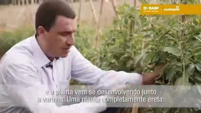 PortaInjertos de Semillas Nunhems смотреть онлайн