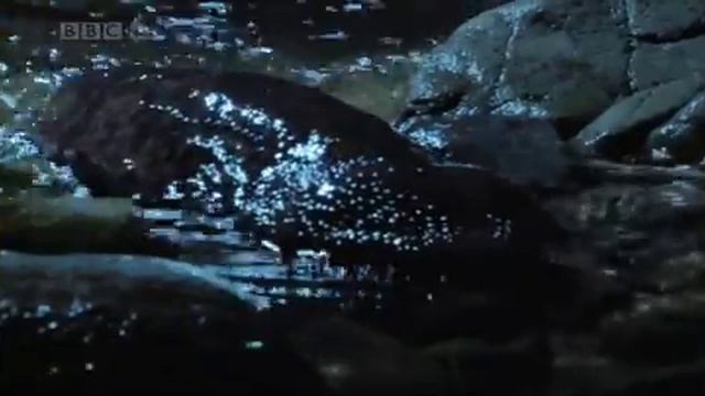 salamander sounds смотреть онлайн