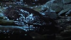 salamander sounds