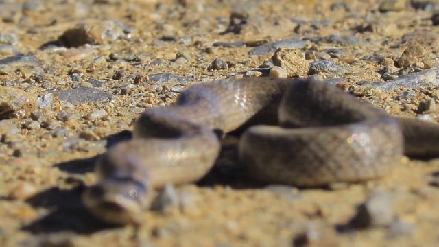 Culebra De Cogulla Occidental (Macroprotodon Brevis) | Alpujarra
