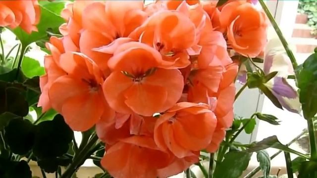 Adi - Tysiąc kwiatów chce ci ofiarować смотреть онлайн