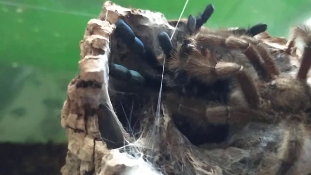 Avicularia sp.Ecuador Mating 2 смотреть онлайн