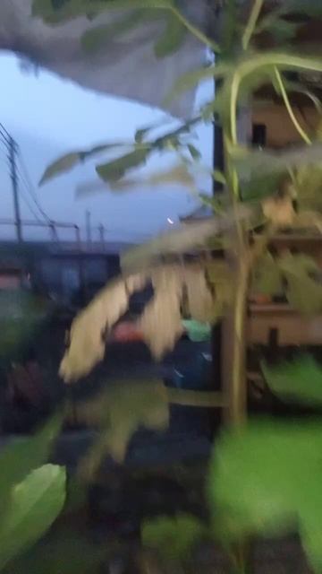 Инжир из семечки у дяди Вити. Пересадка часть 1 смотреть онлайн