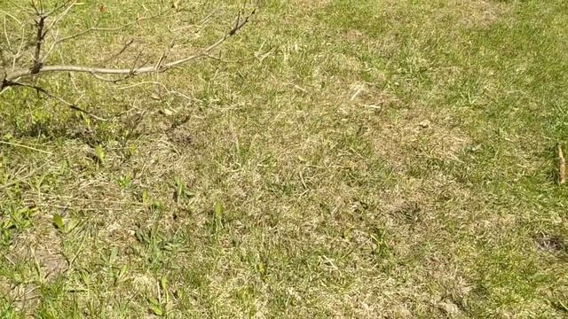 Полет шмеля)) Парапет больше не парит))) Дорожка в парник смотреть онлайн
