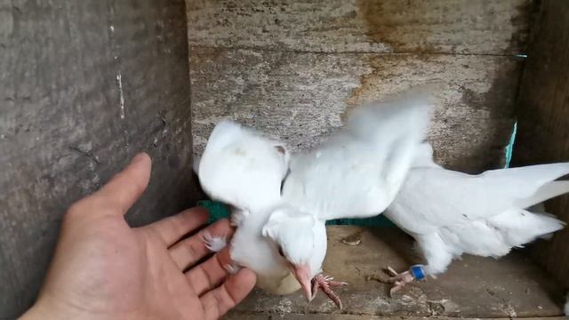 #БОЙНЫЕ ГОЛУБИ. Обзор моих щекатых и красноголовых бакинских бойных голубят 26.05.2020г. смотреть онлайн