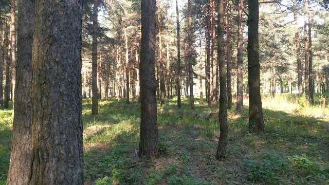 Пискарёвский парк. Санкт Петербург. Живые звуки. смотреть онлайн