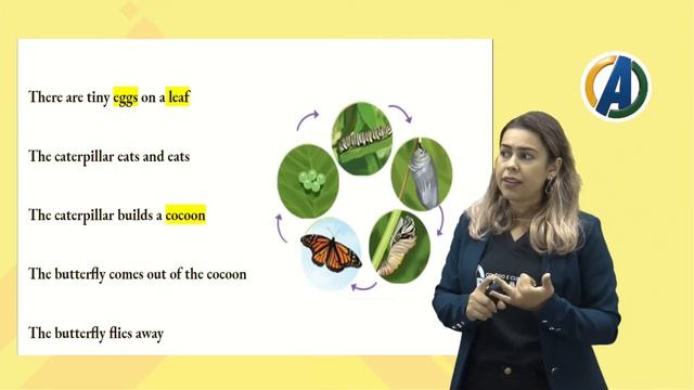 3 ° ANO-INGLÊS-AULA 02-INSECTS-PROFª THAMARA EVARISTO