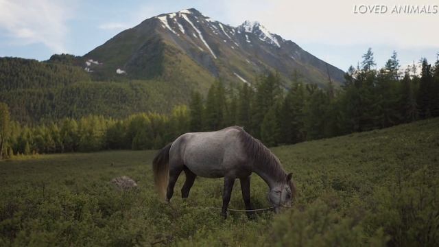 CUTE LITTLE ANIMALS . FARM ANIMALS . ANIMALS FOR KIDS смотреть онлайн