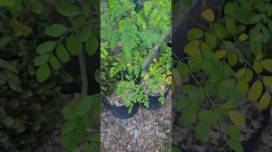 #Backyard #Orchard Update! #garden #gardening #backyardgarden #fruittrees