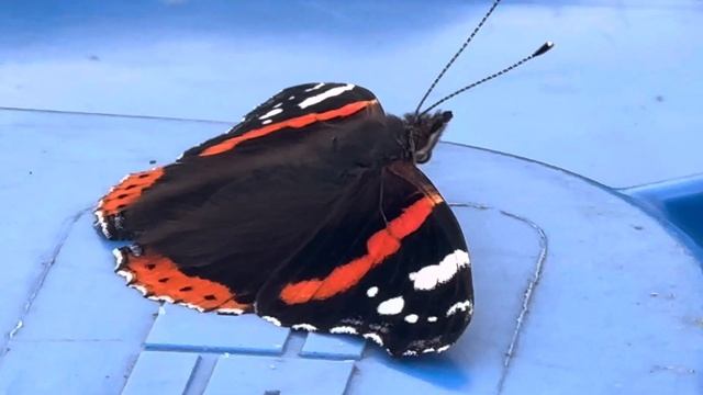 Red admiral butterfly Vanessa atalanta in October смотреть онлайн