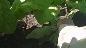 Берли Golden Seal Special