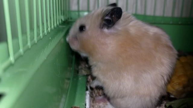 ЗОЛОТИСТЫЙ............................)))))))))))))))))))))))))))))))))))))))))))))))))) смотреть онлайн