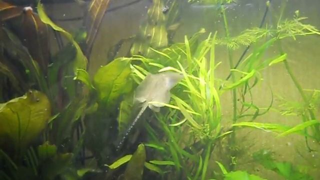 мой скат смотреть онлайн