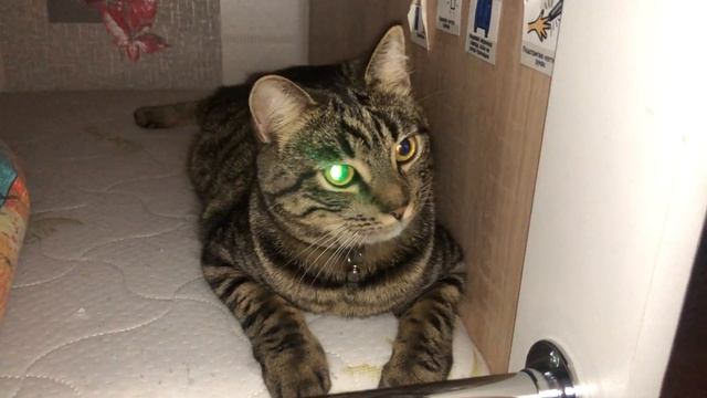 Кот киборг убийца смотреть онлайн
