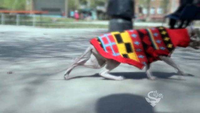 ГУЛЯЮ БЕЗ ДВУНОГИХ! смотреть онлайн