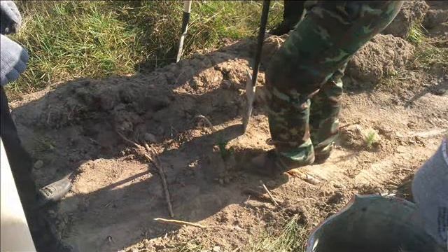 Наш лес смотреть онлайн