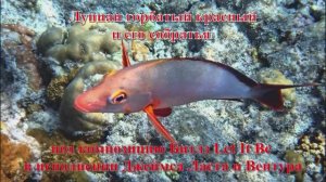 25. Луциан горбатый красный и его собратья под композицию Битлз Let It Be в исполнении Джеймса Ла