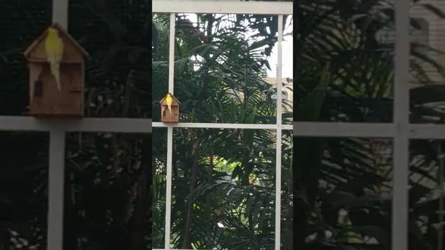 Mini Zoo EastParc Hotel Jogjakarta смотреть онлайн