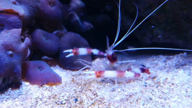 Stenopus hispidus смотреть онлайн