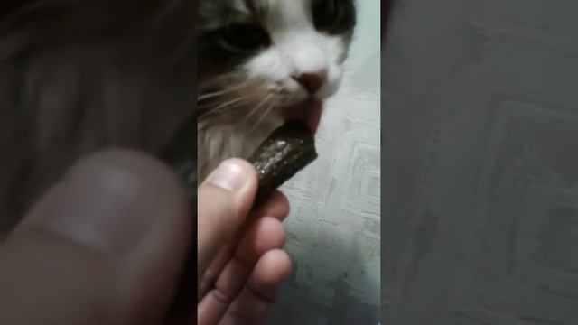 Кот любит огурцы