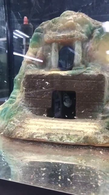 самец самка сапфировых попугайчиков с мальками гибридные цихлиды цихлазома америка новая рыба 2022 смотреть онлайн