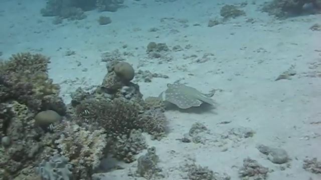 Blue Spotted Stingray смотреть онлайн
