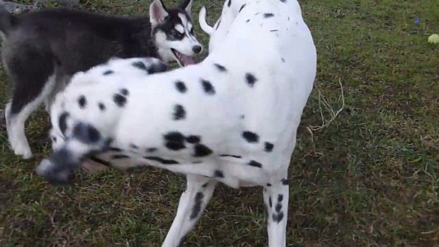 gybsie freya et enzo смотреть онлайн