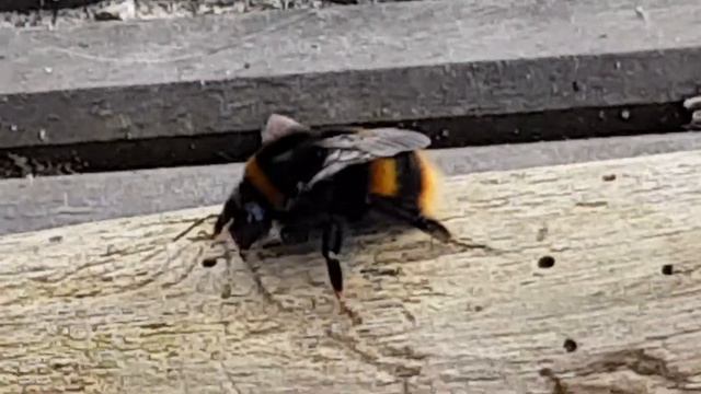 Large Bumble Bee Taking A Walk On A Small Log