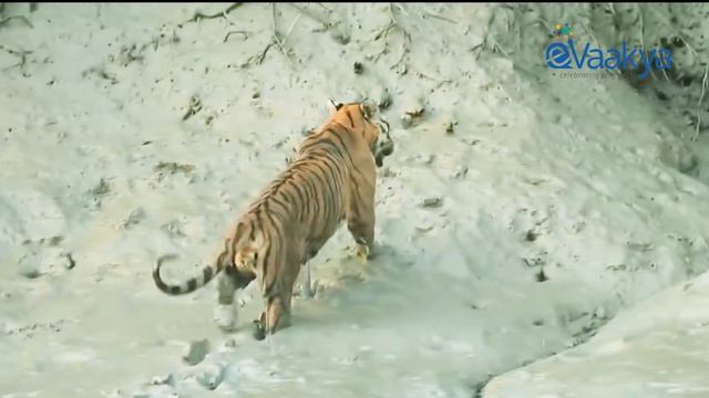 Sundarban National Forest, West Bengal (Malayalam) смотреть онлайн