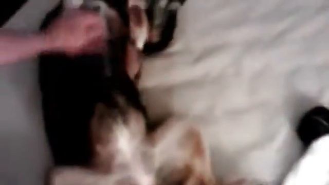 jasmine 5 by Magisto смотреть онлайн