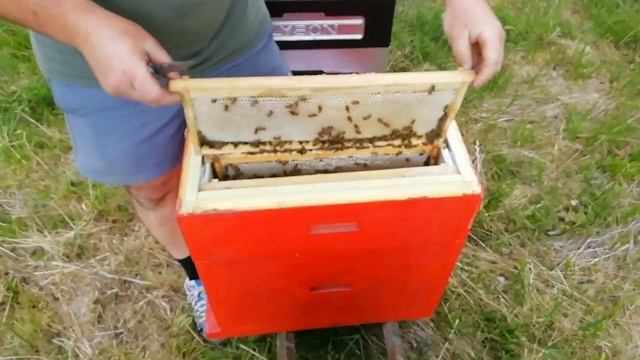 #ШЕСТИРАМОЧНИК. ПРОЙШЛО 9-ТЬ днів. МЕД БУДЕ. смотреть онлайн