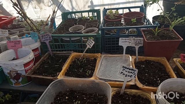 На улице +16.Побелили теплицу.