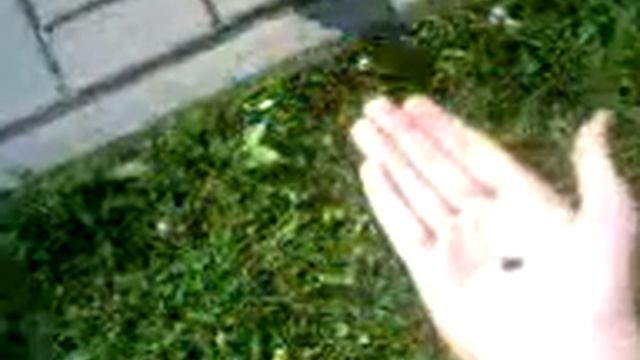 смелый голубь смотреть онлайн