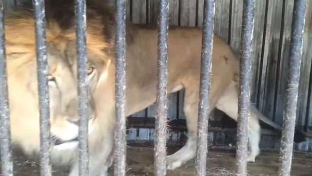 Царь зверей смотреть онлайн