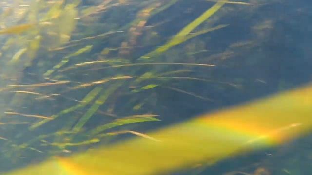 Подводный мир Оредежа (Underwater World Of Oredezh)