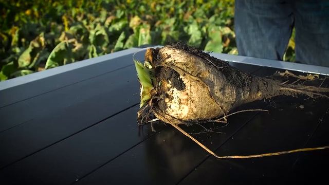 Let's Talk Farming: Sugar смотреть онлайн