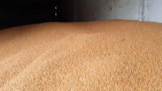 Зберігання зернових мінус цей сезон!!! смотреть онлайн