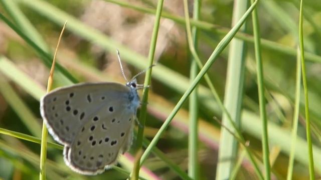 Azuré des mouillères (Maculinea alcon) Gironde смотреть онлайн