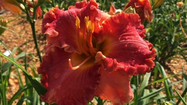 Holliman Daylily Gardens Walkthrough 2019 Spring смотреть онлайн