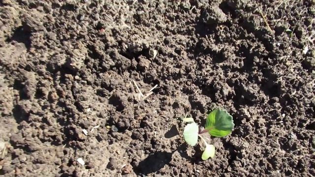 Заправьте так лунку при посадке капусты для богатого урожая #капуста смотреть онлайн